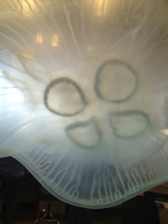 Large Moon Jellyfish