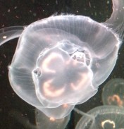 Unhappy Jellyfish sadjelly1