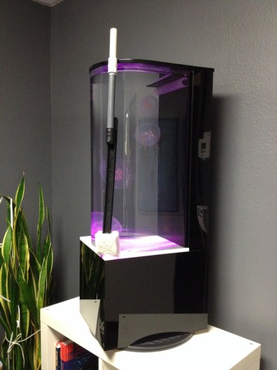 Jellyfish Tank