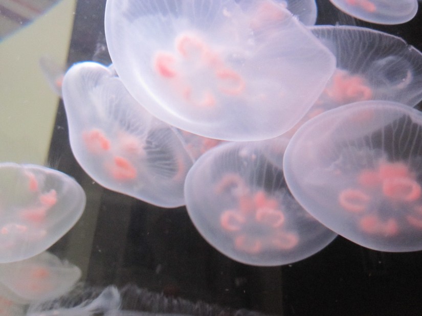 fivenicejellies copy_2