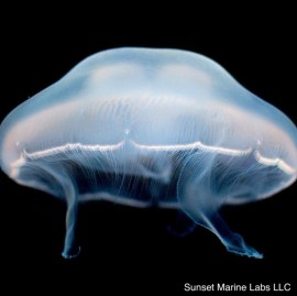 jellyfish-0412 copy 2.jpg