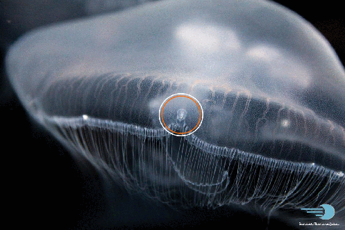 ezgif-5-7edabd529cff